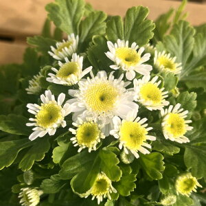 tXe }gJAiicVMNjJX 3ia9cmjO|bg@1 ϊN