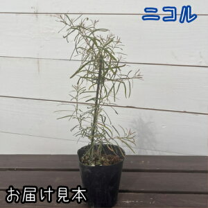 [J i||Xj8ނ炨Iт܂I 3ia9cmj|bgc 1 ΍ ϗtA ԕc