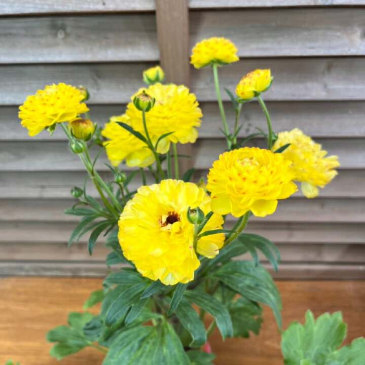 楽天市場】ラナンキュラス ラックスシリーズ ピュタロス4号（直径12cm  