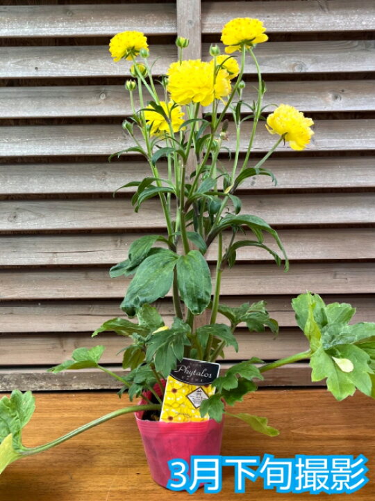 楽天市場】ラナンキュラス ラックスシリーズ ピュタロス4号（直径12cm  