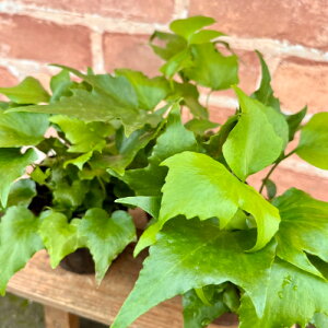 Iju\eciSMhSjVg~E@t@J^ / IjV_iSrj3ia9cmj|bgc 1 V_A ϊhVF[hK[f@J[[t@A̒ɗ΂I