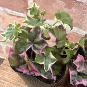 �h�����h�{�n �A�C�r�[�[���j���[�� �i �[���j�E�� �j �G���K���e �i�G���K���X�j3���i���a9cm�j�|�b�g�c�@1�� ���ϊ�����Δ������N���@�񂹐A���@�J���[���[�t