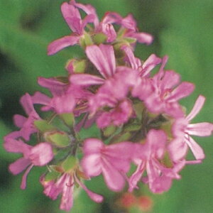 n[u[jE o[Y[Y[jE 3ia9cmj|bgc@1  荁́AłɂȂn[uȂł`