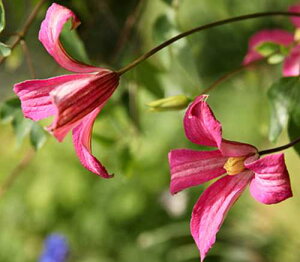 N}`X eLZVX rIin lCeBu _T[ 4.5TCY 2N|bgc