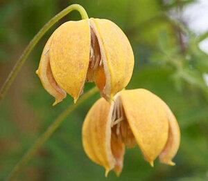 N}`X `x^i x[iC[ (`x^iF[iC[) 4.5TCY@2N|bgc