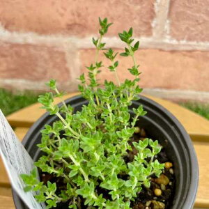 h n[u ^C x_[^C 3.5 (a10.5cm) |bgc@1 Β n[uc