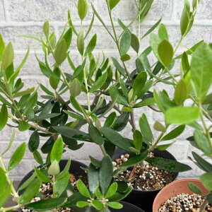 I[u bJ 3.5 1 V{c[@c؁@A