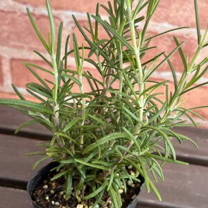 n[u@[Y}[ \[[YZNg 3 (a9cm) |bgc@1 Β n[uc