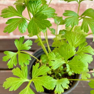 Lb`n[u C^ApZ 3.5(a10.5cm) 1 |bgc xr[[t ƒ؉ 