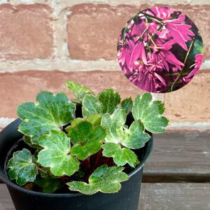 啶 ̕ 3.5 (a10.5cm) |bgc ϊN VF[hK[f Ały߂