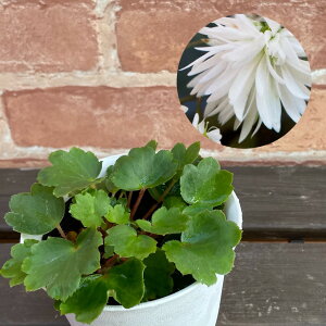 啶 ̑ 3.5 (a10.5cm) |bgc ϊN VF[hK[f Ały߂