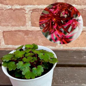 啶 gX 3.5 (a10.5cm) |bgc ϊN VF[hK[f Ały߂