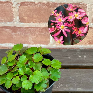 啶  3.5 (a10.5cm) |bgc ϊN VF[hK[f Ały߂