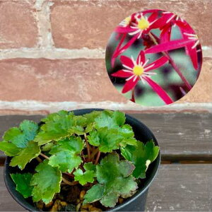 啶 lq 3.5 (a10.5cm) |bgc ϊN VF[hK[f Ały߂