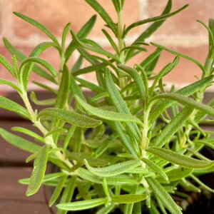 n[u@[Y}[ o[xL[3.5 (a10.5cm) |bgc@1 Β n[uc