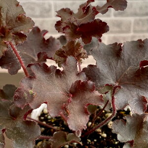 宿根草ヒューケラ(ツボサンゴ) メルティングファイヤー 3号(直径9cm)ポット苗 1株 耐寒性多年草 シェードガーデン イングリッシュガーデン カラーリーフ