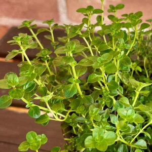 h n[u ^C ^{[ 3.5 (a10.5cm) |bgc@1 Β n[uc