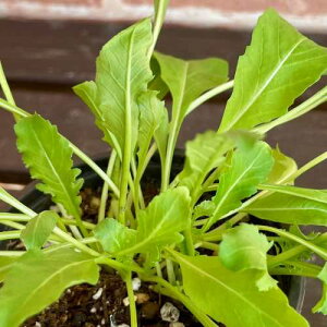 Lb`n[u ChPbg 3.5(a10.5cm) 1 |bgc xr[[t ƒ؉  Lb`n[u