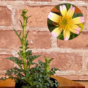 宿根草ウィンターコスモス 星姫 3号(直径9cm) 1株 ポット苗 ほしひめ冬咲き 鉢植え 地植え庭植え 寄せ植え等に