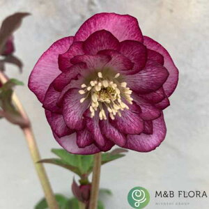 NX}X[Y GKX[WNX^ d炫E nCGhZNV 9cm|bg ~V M&Bt[@NX}X[Y c