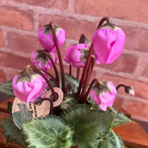 VN EB^[x oCIbg 3(a9cm) |bgc 1 񂹐A@K[f