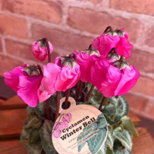 シクラメン ウィンターベル ピンク 3号(直径9cm) ポット苗 1株 寄せ植え ガーデン