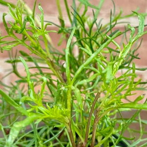 Lb`n[u ELEM in}}[`j 3.5(a10.5cm)1 |bgc xr[[t ƒ؉ 