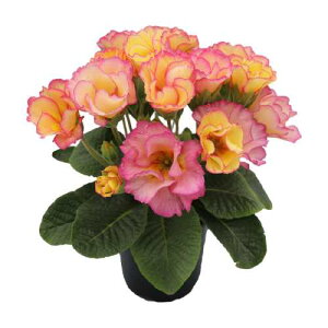 t炫 v [fB }[ 3ia9cmj|bgc1 ԕc ~炫 c A A K[fjO 񂹐AɁ@xi