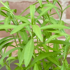 宿根草タイプのマリーゴールド レモンマリーゴールド （4シーズンタラゴン） 3.5号（直径10.5cm）ポット苗　1個 多年草 コンパニオンプランツ エディブルフラワー ハーブティー ポプリ ドライフラワー 切り花