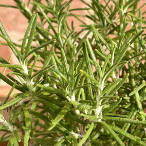 n[u@[Y}[ ~XWFTbv 3.5 (a10.5cm) |bgc@1 Β n[uc