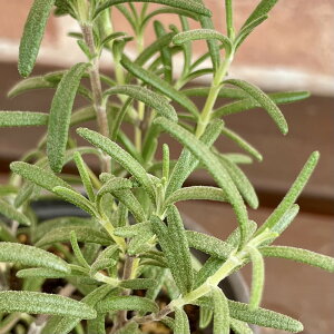 n[u@[Y}[ A[v() 3.5 (a10.5cm) |bgc@1 Β n[uc