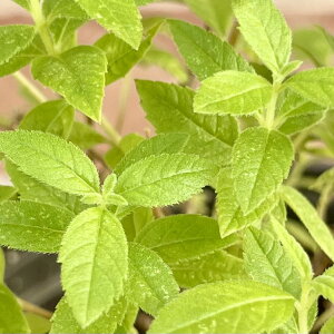 n[u o[xi iREXC{N/؁j3.5ia10.5cmj|bgc@1 N@n[uc