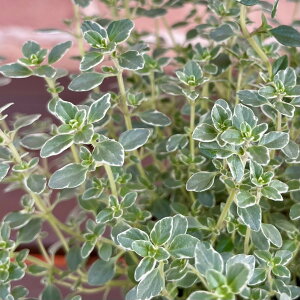 h n[u ^C Xp[NO^C 3 (a9cm) |bgc@1 Β n[uc@