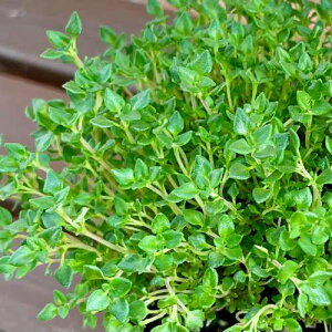 h n[u ^C Jt@^C 3 (a9cm) |bgc@1  n[uc