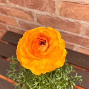 ���i���L�����X ���t�т�� �A�v���R�b�g 3.5���i���a10.5cm�j�|�b�g�c�@1�� ���d�炫 ���t���a �h���� �ϊ��������A�� �񂹐A��