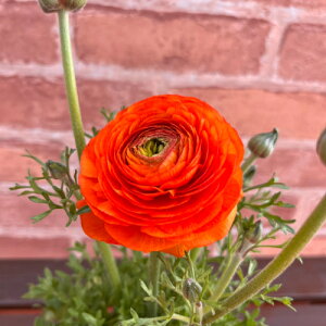 iLX tт IW 3.5ia10.5cmj|bgc@1 d炫 ta h ϊA 񂹐A