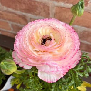 ���i���L�����X ���t�т�� �s���N�o�C�J���[ 3.5���i���a10.5cm�j�|�b�g�c�@1�� ���d�炫 ���t���a �h���� �ϊ��������A�� �񂹐A��