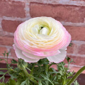 iLX tт zCgoCJ[ 3.5ia10.5cmj|bgc@1 d炫 ta h ϊA 񂹐A