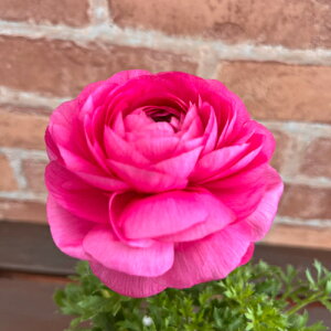 iLX tт [Y 3.5ia10.5cmj|bgc@1 d炫 ta h ϊA 񂹐A