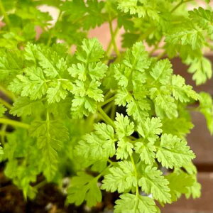 Lb`n[u `[r 3.5(a10.5cm) 1 |bgc xr[[t ƒ؉ 