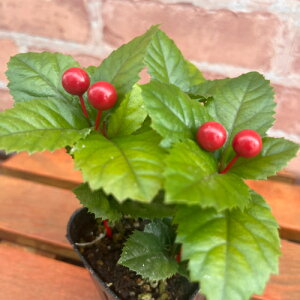 ���u�R�E�W�i�\���j�Ηt 3���i���a9cm�j�|�b�g�c 1�� ���A�ł��I�b�P�[ �񂹐A���E�~�j�ϗt�E�~�́E��������ɁI