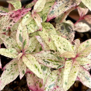 ZCECie(mV) t}[W 3(a9cm) |bgc 1 Β CObVK[f@ϗtA@񂹐A