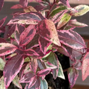 ZCECie(mV) xC 3(a9cm) |bgc 1 Β CObVK[f@ϗtA@񂹐A