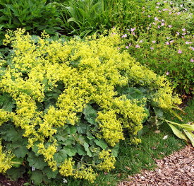 アルケミラ モリス 3号（直径9cm）ポット苗　1個 宿根草 イングリッシュガーデン 季節の花苗 寄せ植え等に