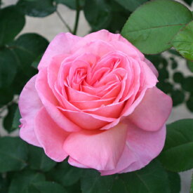 楽天市場 マドモアゼルメイアンの通販