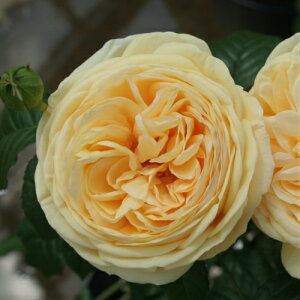 oc eBbvgbv Yc c 6A RfXo o c lG炫 ֌n nCubheB[ HT