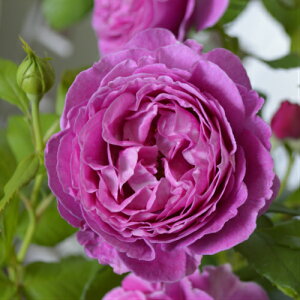 oc IhD[_[ Yc c 6A RfXo o c lG炫 ֌n nCubheB[ HT