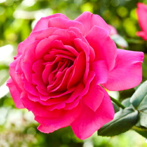 cEoc ܃Aglbg CAo Yc c 6AxTĈ΂