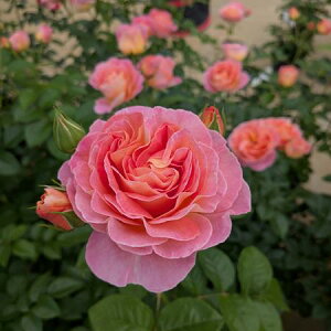 バラ大苗 ドルンブルガーシュロスローズ (国産苗 大苗 6号鉢植え) 2025年度 秋販売開始 新品種  タンタウ作出・新品種ADR受賞品種