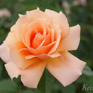 oc AvRbgLfB CAo Yc c 6A